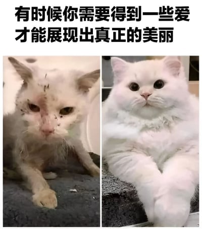 图片为左右对比图，左侧是一只毛发脏乱、脸上有污渍、表情疲惫的白猫，右侧是同一只猫（或类似白猫）毛发干净蓬松、眼神明亮有神的样子。上方配有文字'有时候你需要得到一些爱才能展现出真正的美丽'，通过猫咪的前后状态变化，直观传达关爱能够带来积极改变的温暖主题。