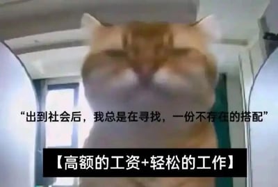 这是一张图文混排的表情包图片，主体是一只橘色猫咪，它抬起两只爪子捂住自己的脸，动作看起来充满了无奈与惆怅。图片上配有两段文字，上方文字为“出到社会后，我总是在寻找，一份不存在的搭配”，下方黑色框内的文字是【高额的工资+轻松的工作】，用幽默的方式说出了职场人的普遍心声——想要同时拥有高薪和轻松的工作是几乎不可能的事，精准戳中打工人的职场痛点，引发广泛共鸣。