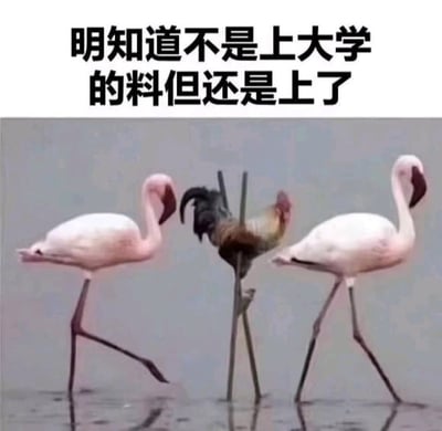 这是一张面向学生群体的自嘲向搞笑梗图，采用顶配底文的排版形式，顶部配有黑色加粗的文字“明知道不是上大学的料但还是上了”，下方画面主体是两只正在浅水中迈步前行的粉色火烈鸟，两只火烈鸟中间混入了一只被固定在金属支架上的公鸡，支架高度经过调整使公鸡和火烈鸟的身高基本一致，仿佛公鸡正混在火烈鸟的队伍里一同前进。用这种违和、荒诞的混搭场景，生动调侃了很多大学生自知自身能力并不适配大学学习节奏，却依然在大学就读的状态，充满自嘲的趣味，很容易引发学生群体的共鸣。