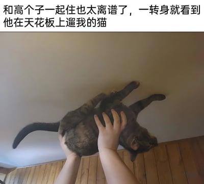 图片上方配有文字“和高个子一起住也太离谱了，一转身就看到他在天花板上遛我的猫”，下方是一张实拍照片。照片中从第一视角拍摄，能看到两只手正托举着一只棕黑色带条纹的虎斑猫，猫的身体几乎贴近米黄色的天花板，四肢自然伸展，下方是木质地板。整体场景通过夸张的“天花板遛猫”画面，幽默地展现了与高个子室友同住时因身高差异产生的搞笑日常。