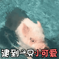 水中小白猪被逗弄 萌态可爱