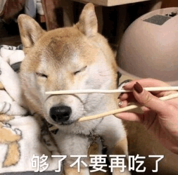 柴犬被喂到求饶：够了不要再吃了