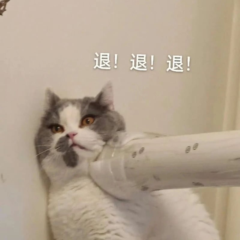 灰白花猫