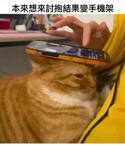 图片中一只橘猫原本可能想靠近主人讨抱抱，却被主人将手机放在头顶当作临时手机支架。橘猫表情淡定，似乎无奈接受了这一“新角色”，画面上方配有文字“本來想來討抱結果變手機架”，幽默地描述了这一场景，充满生活趣味和宠物互动的温馨搞笑感。