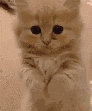 可爱小猫做手势动图
