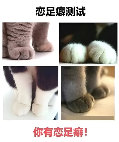 图片顶部有黑色加粗文字“恋足癖测试”，中间区域以2x2网格排列四张猫咪爪子的特写照片（分别为灰色条纹猫爪、白色毛茸茸猫爪、黑白相间猫爪、深灰色猫爪），底部用红色醒目文字标注“你有恋足癖！”。整体通过萌宠爪子的可爱视觉元素营造趣味测试的假象，实则是利用用户对猫咪的喜爱进行幽默调侃的搞笑梗图，引导观看者“中招”并产生轻松的娱乐效果。