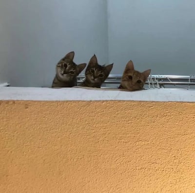 三只可爱的虎斑小猫从一个黄色表面的边缘探出头来，好奇地向下张望。它们的耳朵竖起，眼睛圆溜溜的，表情呆萌又专注，仿佛在观察下方的动静。简单的白色墙壁背景让小猫们成为画面的绝对主角，整个场景充满了温馨可爱的氛围。