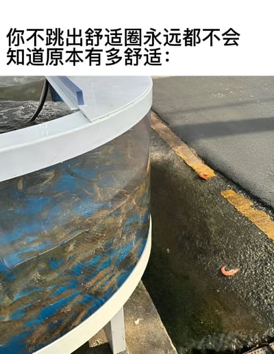 这张梗图展示了一个装满虾的容器，旁边地面上有几只跳出容器的虾。图片上方配有文字：“你不跳出舒适圈永远都不会知道原本有多舒适：”，通过幽默的方式讽刺了盲目跳出舒适圈的行为，暗示留在舒适圈可能更好。