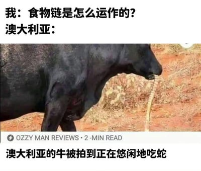 图片上方文字为“我：食物链是怎么运作的？澳大利亚：”，中间是一张实拍图，显示一头黑色的牛在干燥的 reddish-brown 土地上，嘴里叼着一条蛇，正在悠闲地进食。图片下方文字为“澳大利亚的牛被拍到正在悠闲地吃蛇”。整体通过反差幽默的方式，调侃澳大利亚独特的生态环境中动物行为打破常规食物链认知，牛作为通常的草食动物却在吃蛇，形成搞笑效果。