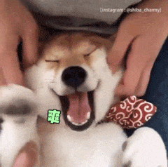 这是一个四格动图（GIF），展示了一只柴犬被人温柔抚摸头部时的舒适反应。狗狗双眼紧闭，嘴巴张开吐舌，表情十分享受。图中绿色文字从“爽翻”逐渐变为“爽翻啦”，强化了愉悦的情绪，整体画面传递出极度舒适和放松的感觉。