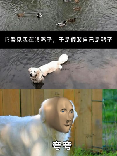 这是一张由三格画面组成的趣味网络梗图：第一格呈现水面上的一群鸭子，配文交代背景；第二格中一只白色的小狗趴在浅水中，模仿鸭子的姿态，试图蹭到主人喂鸭子的食物，小狗的表情看起来期待又乖巧；第三格则将小狗的头部替换成了经典的无表情Meme人脸，配文“夸夸”，拟人化地表现出小狗完成“模仿任务”后渴望被夸奖的可爱心态，整体画面充满反差感和趣味性，生动展现了宠物为了食物做出的可爱举动。
