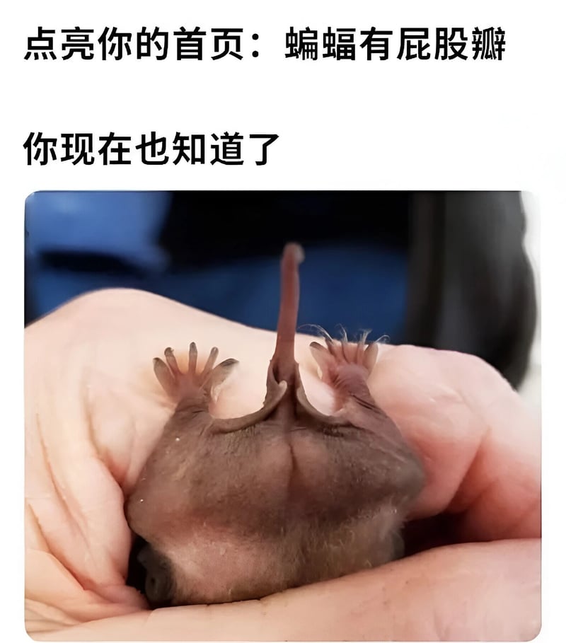 蝙蝠