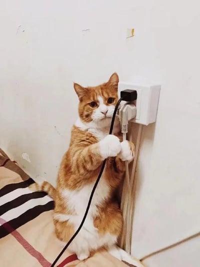 一只橘白相间的猫咪正后腿站立，前爪抓住一根黑色电线，嘴巴也咬着电线另一端，似乎在尝试将其插入墙上的白色电源插座。猫咪表情专注又好奇，背景是略显斑驳的白色墙壁，旁边可见部分床铺，铺着条纹图案的床单。这张照片捕捉了猫咪调皮捣蛋的瞬间，既展现了宠物的好奇心，也暗示了可能存在的安全隐患。