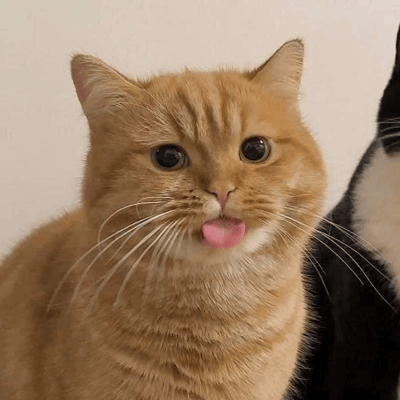 图片近距离拍摄了一只橘色虎斑猫，它有着蓬松的毛发、圆圆的大眼睛，粉色的舌头微微伸出，表情呆萌可爱。猫咪正直视镜头，显得好奇又无辜。右侧部分可见一只黑白相间的猫咪，但主体聚焦在橘猫身上。背景为纯色浅色墙面，突出猫咪的可爱姿态。