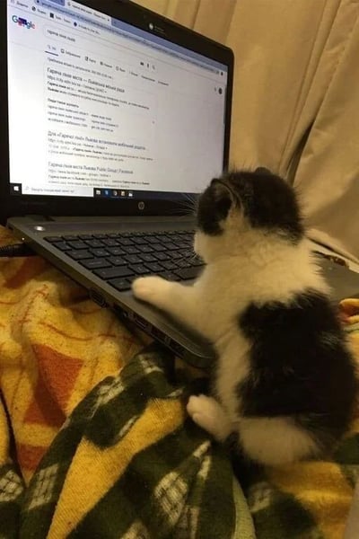 一只黑白相间的小奶猫正坐在黄绿相间的花纹毛毯上，前爪搭在打开的HP笔记本电脑键盘上，专注地注视着屏幕上的文字内容。背景是米色的窗帘，整体画面温馨治愈，小猫模仿人类使用电脑的姿势显得格外萌趣，展现了宠物与现代科技产品的有趣互动场景。
