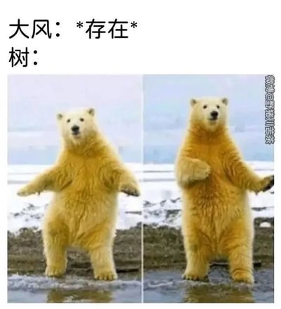 这是一张左右对比的图文搞笑梗图，顶部配有文字“大风：*存在* 树：”，巧妙运用“树”与“竖”的谐音梗，将北极熊的姿态类比成被大风吹袭的“竖”立物体。左侧图中的北极熊双臂向身体两侧平展，呈现出类似“竖”立的稳定姿态；右侧图中的北极熊一只手臂被风吹得向外侧偏移，身体姿态也显得摇晃不稳，生动地还原了大风天气里，原本“竖”着的物体被吹得变形的场景。用憨态可掬的北极熊形象来演绎这一情景，既生动又充满趣味，让人会心一笑。