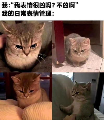 图片上方配有文字"我: '我表情很凶吗? 不凶啊' 我的日常表情管理:"，下方是四张猫咪的照片，每张猫咪都带着不同程度的严肃或凶狠表情，形成幽默对比。通过猫咪的凶凶表情来调侃人们对自己表情管理的认知偏差，觉得自己表情温和但实际看起来很凶。