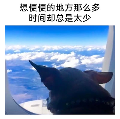这是一张经过文字加注的宠物趣味图片，主体是一只深色狗狗戴着类似头套的物品，趴在飞机舷窗边，望向窗外的云海与地面景观，姿态看起来惆怅又向往。图片顶部配有吐槽文字“想便便的地方那么多 时间却总是太少”，以拟人化的视角，用狗狗的惆怅姿态调侃了当代人普遍面临的“有诸多想做的事却没有足够时间去完成”的无奈与焦虑，可爱的宠物形象搭配接地气的吐槽，既搞笑又容易引发共情。