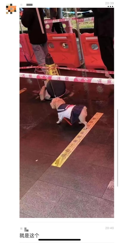 一只穿着白色上衣和蓝色裙子校服的小狗站在湿滑的路面上，周围有橙色的交通路障和写有“注意安全”的红白警示带。地面上还放着一卷黄色的警示带，背景中可以看到几个人的腿部。图片底部有文字“就是这个”。