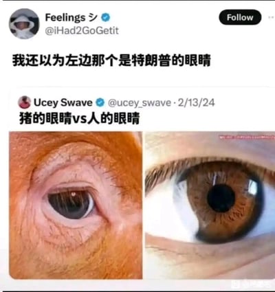 这是一张整合了X（原推特）内容的社交媒体截图，截图分为上下两部分，下半部分是用户Ucey Swave在2024年2月13日发布的对比图，左侧是猪的眼睛，右侧是人的眼睛，配文“猪的眼睛vs人的眼睛”；上半部分是用户Feelings的评论，配文“我还以为左边那个是特朗普的眼睛”，通过调侃猪的眼睛与美国前总统特朗普的眼睛在外观上的相似性制造搞笑效果，右下角带有国内贴吧“吊图吧”的水印，说明该内容在国内社交平台被二次传播。