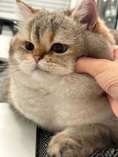 一张近距离拍摄的猫咪照片，展示了一只毛发蓬松的灰猫正被人的手指轻轻抚摸脸颊。猫咪有着大大的圆眼睛，眼神平静略带一丝严肃，胡须清晰可见，耳朵微微竖起。背景模糊，突出了猫咪的可爱表情和温顺姿态。