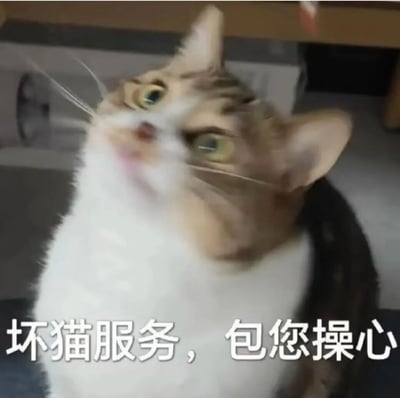一只表情调皮的猫咪抬头仰望，眼神中带着一丝狡黠。图片下方配有文字“坏猫服务，包您操心”，通过拟人化的方式幽默地表现了猫咪调皮捣蛋、让人不省心的特点。