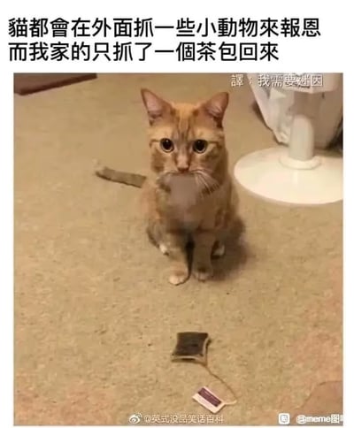 这是一张搞笑猫咪表情包，上方配文字：“猫都会在外面抓一些小动物来报恩，而我家的只抓了一个茶包回来”。图片中，一只黄色橘猫乖乖坐在地毯上，面前不是猎物而是一个茶包，显得呆萌又无奈。核心笑点是对比猫抓猎物与现实结果的反差，充满网络段子气质。

照片有明显反差萌和沙雕梗，结合“报恩”这个常见网络用语，产生强烈幽默效果。