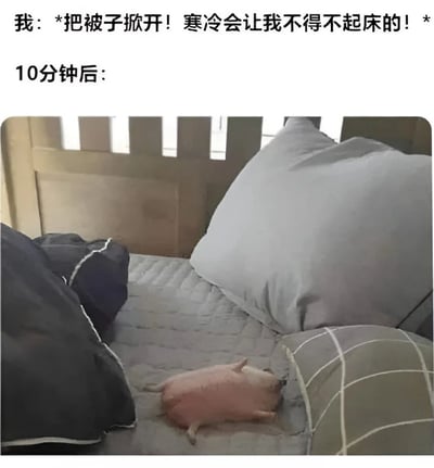 这张梗图上方配有文字“我：*把被子掀开！寒冷会让我不得不起床的！*”，下方文字“10分钟后：”引出一张照片。照片中一只粉色小猪蜷缩在床铺上熟睡，周围有灰色和深色的枕头。图片通过文字与画面的反差，幽默地表现了人们决心起床却最终失败、继续赖床的场景，用可爱的小猪形象比喻赖床的自己，引发共鸣。