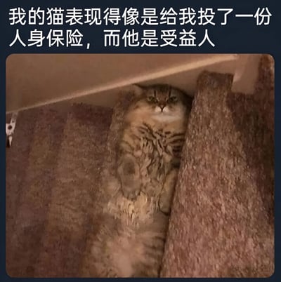 图片上方有一行白色文字："我的猫表现得像是给我投了一份人身保险，而他是受益人"。下方是一只虎斑猫躲在家具缝隙中的照片，猫咪眼神狡黠地向上窥视，表情看起来有些可疑和算计，配合文字形成幽默效果。
