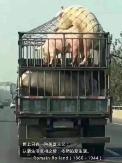 这是一张在公路上拍摄的运猪卡车照片，上层铁栏里的肉猪将大半个身体探出车外，仿佛在向往自由。图片下方配上了罗曼罗兰的名言：“世上只有一种英雄主义：认清生活真相之后，依然热爱生活。—— Romain Rolland（1866~1944）”。利用肉猪即将被屠宰的残酷处境与励志名言形成强烈反差，以戏谑的方式表达对生活的复杂态度，既有对命运的无奈，也有在困境中热爱生活的调侃。