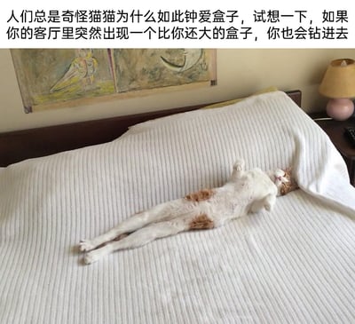 这是一张带有调侃文字的宠物实拍图，上方配文以拟人化的角度，将猫咪爱钻盒子的习性类比成人遇到巨大盒子也会想钻进去。图中的白棕相间猫咪仰躺在床上，四肢完全放松地摊开，姿态和人类惬意躺卧的样子一模一样，仿佛真的把床当成了巨大的“盒子”，生动又有趣地呼应了上方的文案，展现出猫咪的可爱日常，也让观者会心一笑。