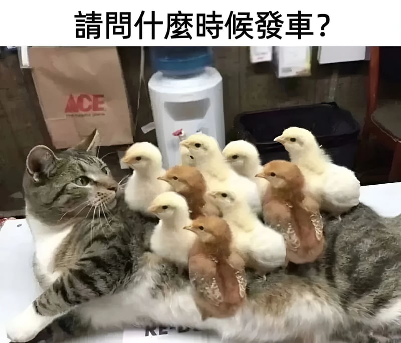 小鸡