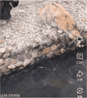 这是一张抖音平台的竖屏屏幕截图，画面中一只橘色猫咪趴在水边的鹅卵石地面上，头部低垂，从视觉上看仿佛正在低头饮用下方的水，但这是一处巧妙的视觉错位——水面里的倒影属于另一只猫咪，这只橘猫的头部并未接触水面，只是位置巧合营造出了“猫咪喝水”的假象。画面右侧是抖音的互动功能栏，有点赞、不喜欢、评论、分享、菜单按钮，左下角带有发布者的水印@M.SNNM。