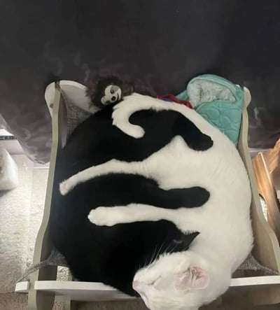 一只黑白相间的猫咪蜷缩在小型摇椅中熟睡，身体呈现出舒适的弯曲姿势。猫咪的头部靠在摇椅边缘，眼睛紧闭，表情十分安详。摇椅上还放着一个棕色的毛绒猴子玩具和一个蓝绿色的 quilted 物品，背景是深色的墙壁和浅色的地毯。整个画面传递出温馨、舒适的居家氛围，展现了宠物放松休息的可爱瞬间。