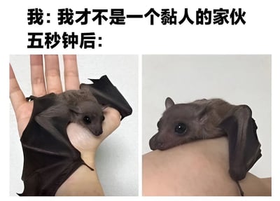 这张图片通过左右对比的方式，幽默地展示了一只蝙蝠的反差行为。上方文字写着'我: 我才不是一个黏人的家伙 五秒钟后:'，左边图片中蝙蝠在人的手掌上展开翅膀，显得独立；右边图片中蝙蝠则紧紧依偎在人的手臂上，表现出黏人的一面。这种强烈的对比形成了有趣的反差萌效果，用动物行为来比喻人类口是心非的可爱特质。