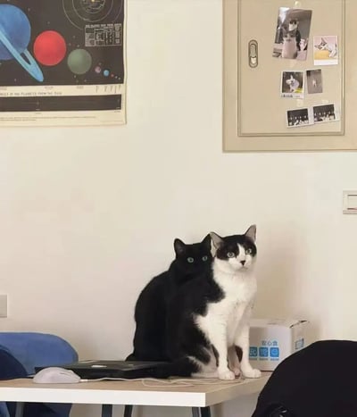 书桌场景中，两只猫咪成为视觉焦点：前方是一只黑白相间的猫咪正直视镜头，表情呆萌；后方是一只纯黑猫咪，绿眼睛格外醒目，安静地依偎着同伴。桌面上放有笔记本电脑和白色鼠标，背景墙左侧贴着一张彩色太阳系行星海报（含行星轨道及距离说明），右侧则是一块米色公告板，上面钉着多张宠物拍立得照片（包括狗狗和猫咪），整体氛围温馨治愈，充满生活气息。