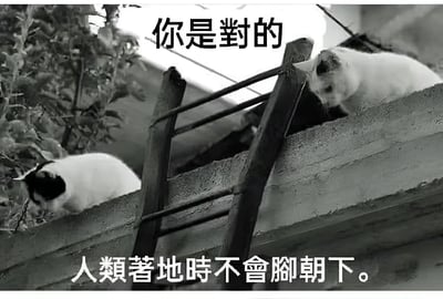 黑白照片中，两只黑白相间的猫咪趴在混凝土屋顶边缘，一只靠近植物，另一只低头观察。屋顶旁斜靠着一架木梯，背景有模糊的建筑结构。图片上方有文字“你是對的”，下方有文字“人類著地時不會腳朝下。”，通过猫咪的视角幽默调侃人类落地时难以保持脚朝下的笨拙，与猫咪的敏捷形成趣味对比。