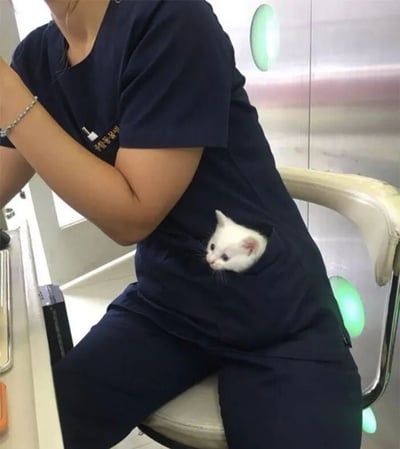 一位穿着深蓝色医疗制服的医护人员坐在椅子上，正在专注地进行工作。引人注目的是，她的制服口袋里探出一只小白猫的脑袋，小猫睁着圆圆的眼睛好奇地观察周围环境，画面温馨治愈。背景中可以看到医疗环境特有的金属设备和绿色指示灯，整体氛围专业中带着一丝可爱的反差萌。