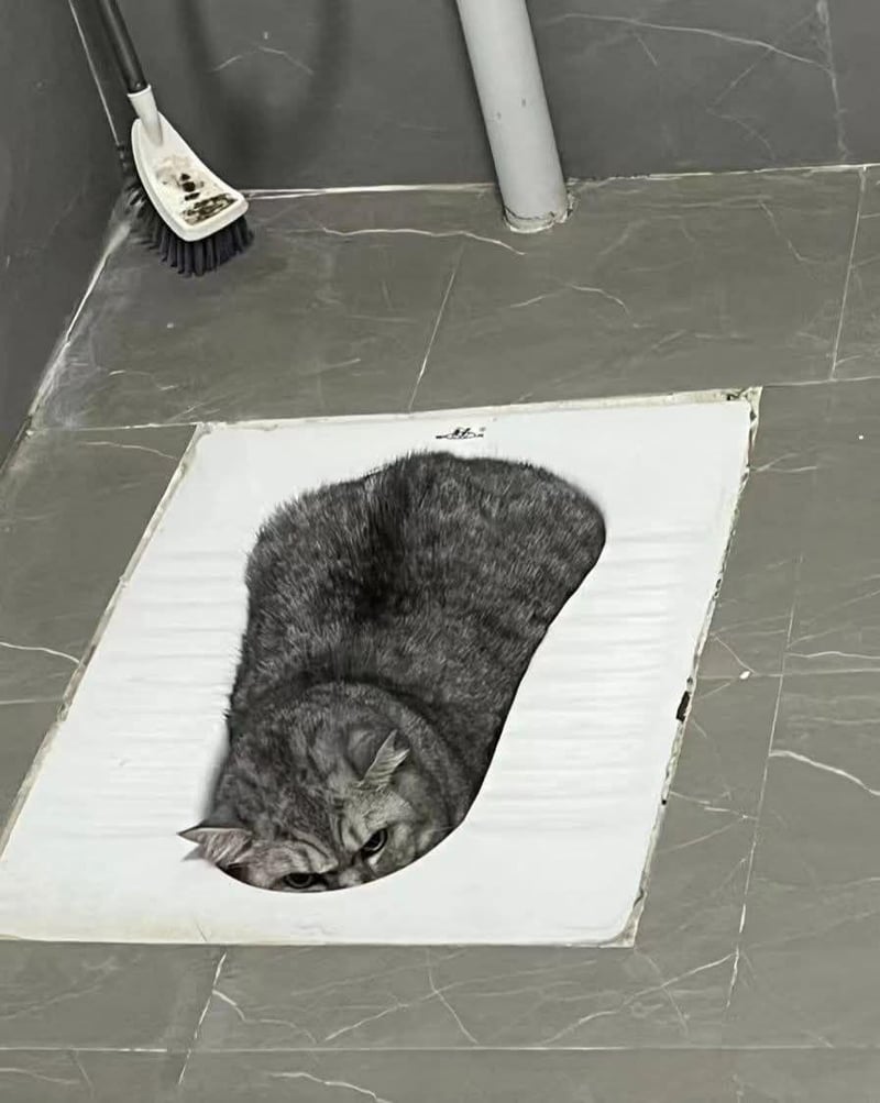 灰色虎斑猫