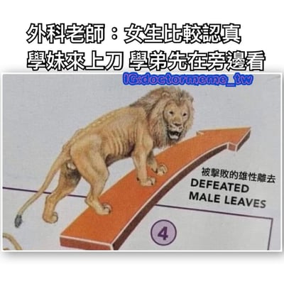这张梗图上方有文字"外科老師：女生比較認真 學妹來上刀 學弟先在旁邊看"，下方是一幅插图，图中一只狮子站在向上的橙色箭头上，箭头旁边有文字"被擊敗的雄性離去 DEFEATED MALE LEAVES"和数字"4"。图片通过将医学教育中女生获得优先实践机会的场景与动物世界中战败雄性离开的情景进行幽默对比，暗示男生在这种情况下只能旁观。