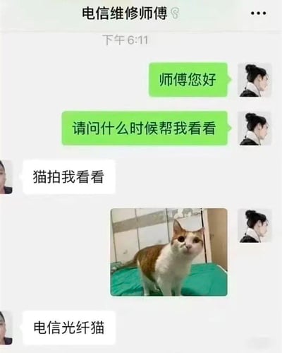 这是一张用户与电信维修师傅的微信聊天记录截图。用户先发送“师傅您好”和“请问什么时候帮我看看”咨询维修时间，维修师傅回复“猫拍我看看”，用户误以为是要看宠物猫，遂发送了一张橘白相间猫咪站在绿色床单上的照片，随后师傅补充“电信光纤猫”，揭示此处“猫”指的是网络设备“光纤调制解调器”（俗称“光猫”）。

图片核心笑点在于“猫”的双关语误会：用户理解为宠物猫，而师傅实际指网络设备光猫，形成幽默的沟通错位。