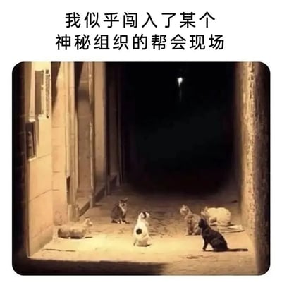 夜晚的小巷中，几只猫咪聚集在一起，有的坐着有的趴着，神情严肃仿佛在召开秘密会议。图片上方配有文字“我似乎闯入了某个神秘组织的帮会现场”，用拟人化的手法将猫咪聚会调侃为神秘帮会活动，充满反差萌和幽默感。