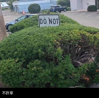 这是一张在户外停车场旁拍摄的趣味照片：一块路牌被茂密的灌木挡住了下半部分，仅露出“DO NOT”的字样，图片下方被添加了中文“不許草”，利用画面里的灌木（草类植物）和英文“DO NOT”（不要）的谐音关联，制造出“不许草”的双关搞笑效果，把巧合的场景变成了趣味梗图。