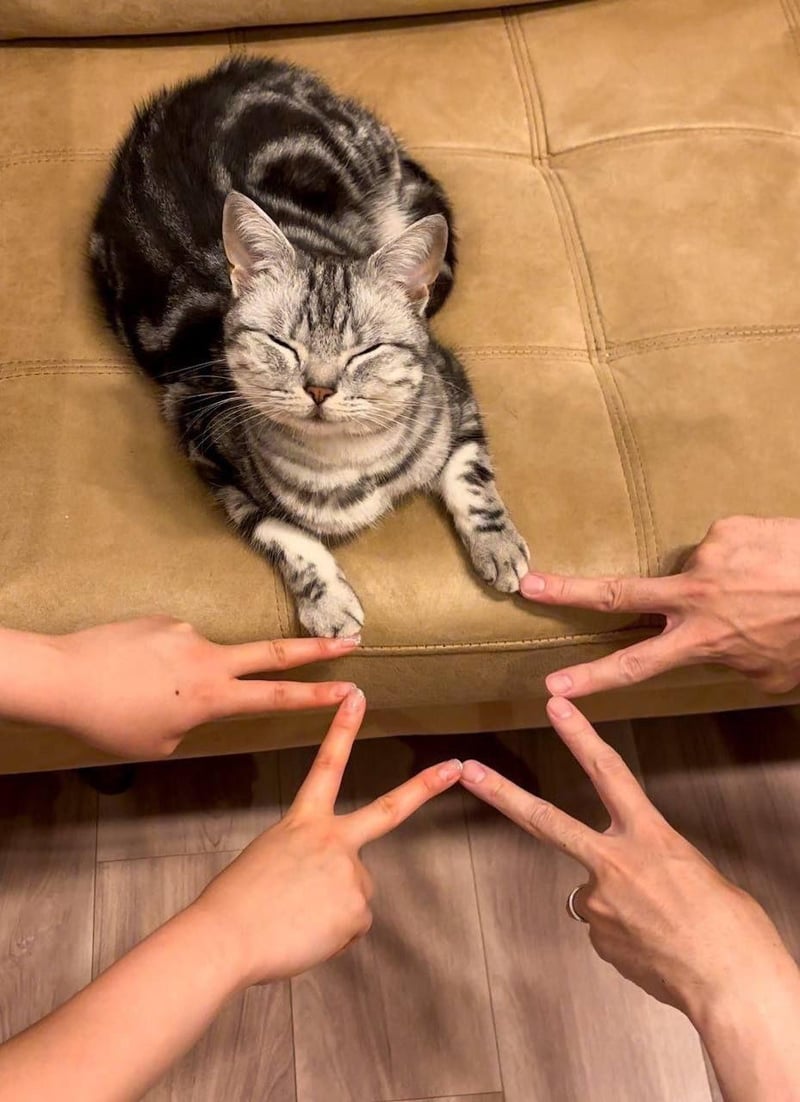 美国短毛猫