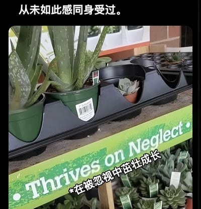 图片展示了一家植物店内的场景，货架上摆放着一个黑色塑料托盘，里面整齐放置了几盆多肉植物和芦荟。托盘前方有一个绿色的标牌，上面写着英文标语“Thrives on Neglect”，下方被添加了中文翻译“*在被忽视中茁壮成长”。图片顶部有一行白色文字“从未如此感同身受”，幽默地将植物“在被忽视中茁壮成长”的特性与人们的某些生活体验联系起来，引发共鸣。