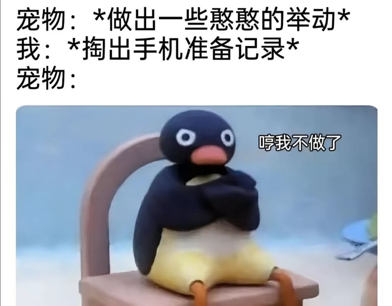 Pingu