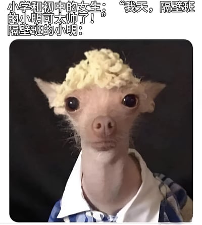 这是一张幽默对比类 meme 图，上方文字描述小学和初中女生对“隔壁班小明”的赞叹：“我天，隔壁班的小明可太帅了！”，下方则是一张经过 P 图处理的动物照片——一只无毛犬戴着金色卷发假发，穿着蓝白格子衬衫，表情呆滞地直视前方，以此调侃青春期女生对异性的美好幻想与现实之间的反差。