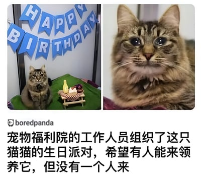图片由左右两部分拼接而成。左侧图中，一只虎斑猫坐在绿色布面上，背景是悬挂的蓝色'HAPPY BIRTHDAY'字母横幅，前方有一个小木桌，上面摆放着黄色玩具和疑似蛋糕的物品。右侧图为该猫咪的面部特写，它有着圆溜溜的大眼睛，眼神直视前方，毛发蓬松。图片下方配有文字说明：宠物福利院的工作人员为这只猫猫组织了生日派对，希望能有人来领养它，但最终没有一个人到场。