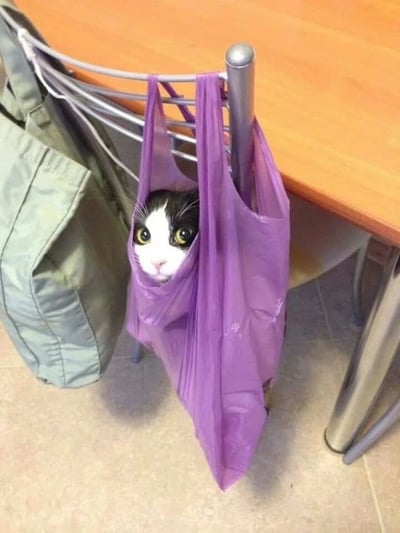 一只黑白相间的猫咪蜷缩在紫色塑料袋中，袋子被挂在金属椅背上，猫咪只露出圆乎乎的脑袋和一双圆溜溜的黄色大眼睛，正好奇地打量着周围环境。背景可见木质桌面和旁边放置的绿色布袋，整体画面温馨治愈，猫咪的可爱姿态十分吸睛。