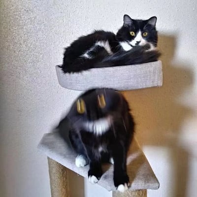 两只黑白相间的长毛猫在猫爬架上的有趣瞬间。上方的猫咪正警觉地注视着前方，黄色的眼睛瞪得溜圆，身体蜷缩在灰色的猫窝里。下方的猫咪则因为动态模糊，脸部呈现出一种奇特的扭曲效果，仿佛在快速移动或做出夸张表情，与上方猫咪的淡定形成鲜明对比。